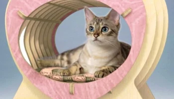 Кошачий домик