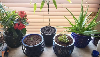 Mesh Pot Remix & Trays 2