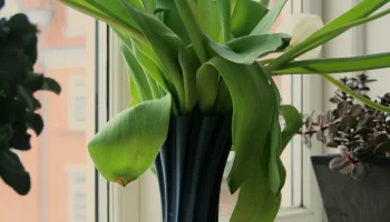Vase V2