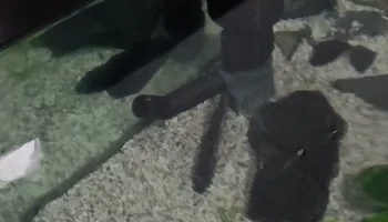 Скиммер для аквариума Скиммер для аквариума