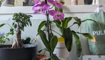 Orchid pot
