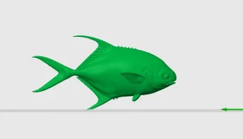 Разрешенная рыба / Trachinotus falcatus Разрешенная рыба / Trachinotus falcatus