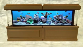 The Rockpiquarium 2