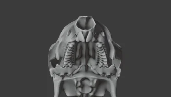 Agile Wallaby Skull 3