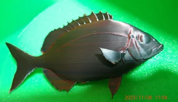 Белый морской лещ/рыба сарго (Diplodus sargus)... 5
