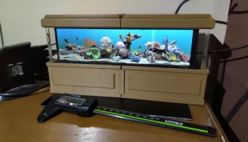 The Rockpiquarium 1