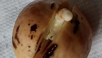 Держатель косточки авокадо, держатель косточки авокадо. 6