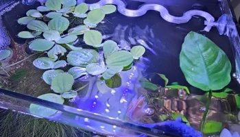 Волнистая плавающая защита для растений Fluval Spec 1