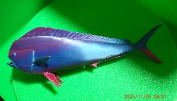 Рыба махи-махи/дорадо (Coryphaena hippurus)... 3