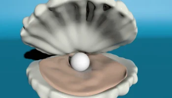 Shell 3