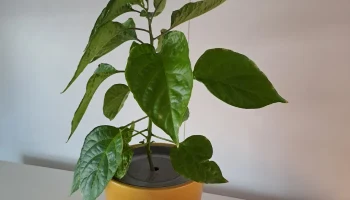 Kratky симпатичная ваза 126 мм Kratky симпатичная ваза 126 мм