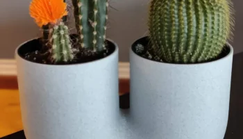 U Vase