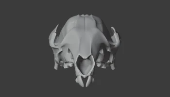 Agile Wallaby Skull 1