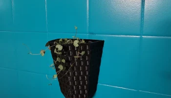 Wall Vase 2