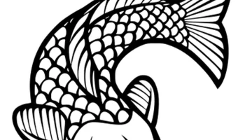 Koi 1