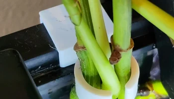 Зажим для аквариума с рыбой