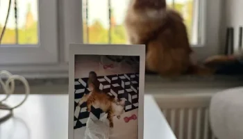Держатель для фотографий сидящего кота......