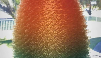 Fuzzy Vase 3