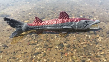 Barracuda 2