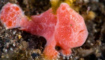 Frogfish 4