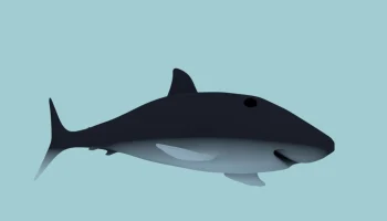 Shark baby 2