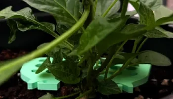 Plant Pal Leaf Guard 1