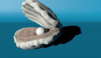 Shell 1
