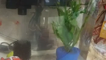Fish Pot 2