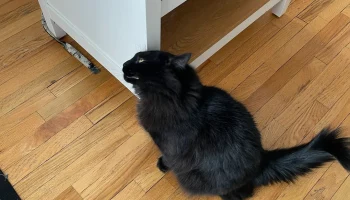 Угловая когтеточка для кошек