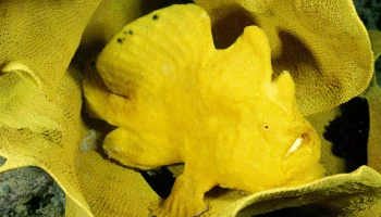 Frogfish 7
