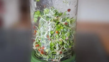 Сетчатая крышка из ростков фасоли Сетчатая крышка из ростков фасоли