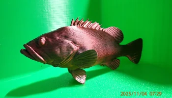 Темный морской окунь (Epinephelus Marginatus)... 1