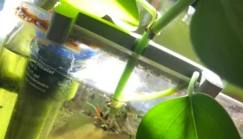 Размножение держателя аквариумных растений Pothos... 1