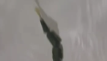 Это Рыба ест Рыбный мир 2