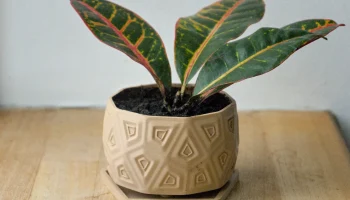 Pot 25