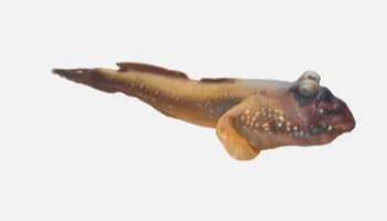 mudskipper 2