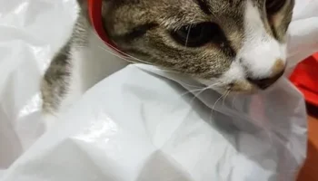 Маска Катра для кошек в реальной жизни 3