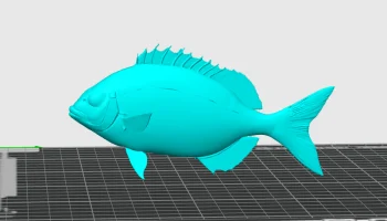 Белый морской лещ/рыба сарго (Diplodus sargus)...