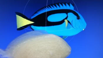 Распечатайте эту рыбу: задача 3D-печати... 5