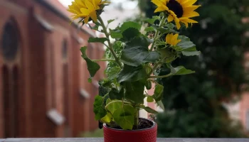 Woven Vase 2