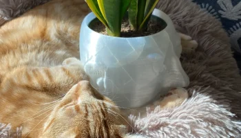 Face Vase 2