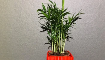 cube vase,