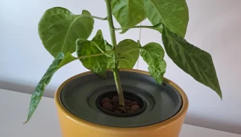 Kratky симпатичная ваза 126 мм 1