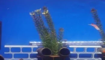 Аквариумные пещеры