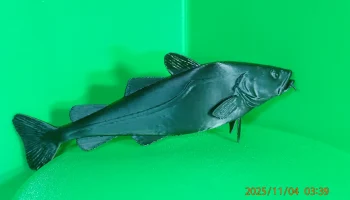 Тихоокеанская треска (Gadus macrocephalus)... 2