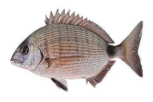 Белый морской лещ/рыба сарго (Diplodus sargus)... 3