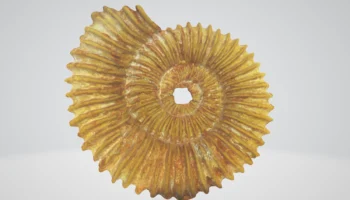 Tmetoceras scissum аммонит 1