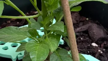 Plant Pal Leaf Guard 3