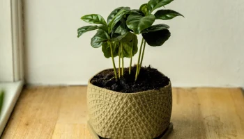 Pot 23