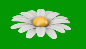 ЦВЕТОК РОМАШКИ - МАРГЕРИТА 3